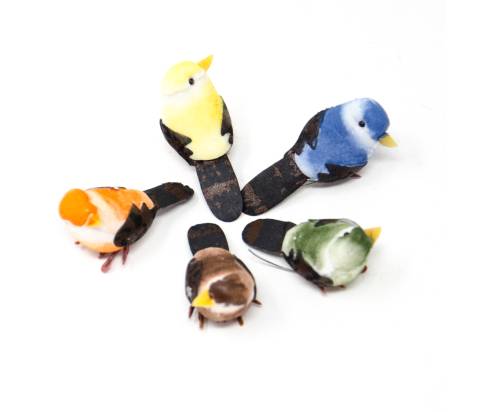 Uccellini colorati - Animali Piumati