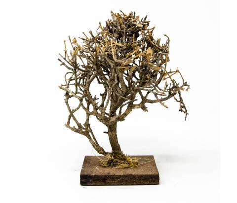 H 16 cm - Scenografia Presepe, Vegetazione, Alberi Presepe