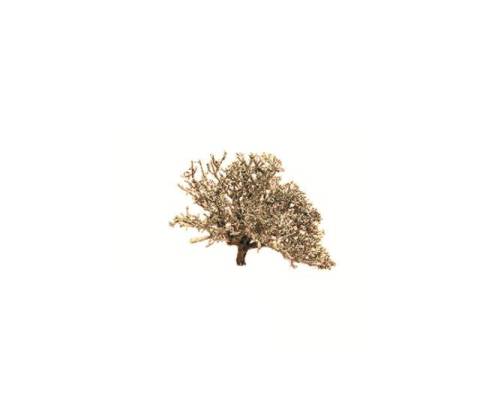 ALS10 - Alberi Presepe