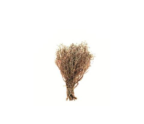 ALS35 - Alberi Presepe