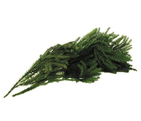 50 grammi - Vegetali, Ghiaia, Pietrisco