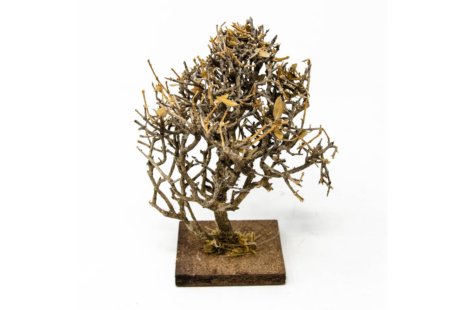 H 16 cm - Scenografia Presepe, Vegetazione, Alberi Presepe