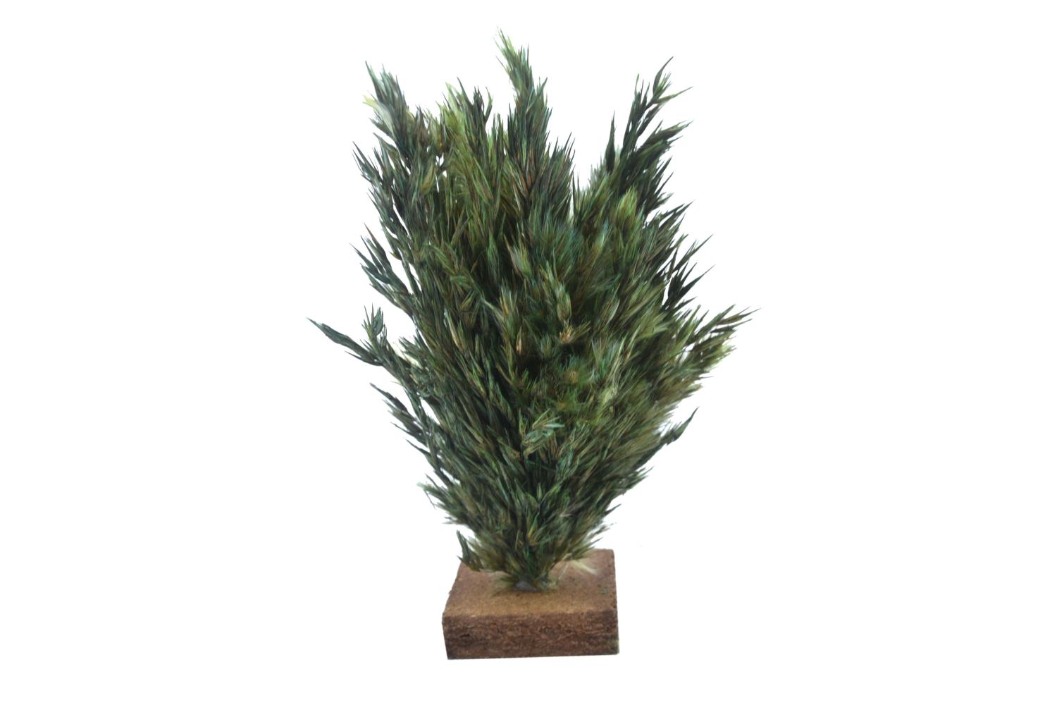 H 15 cm - Alberi Presepe